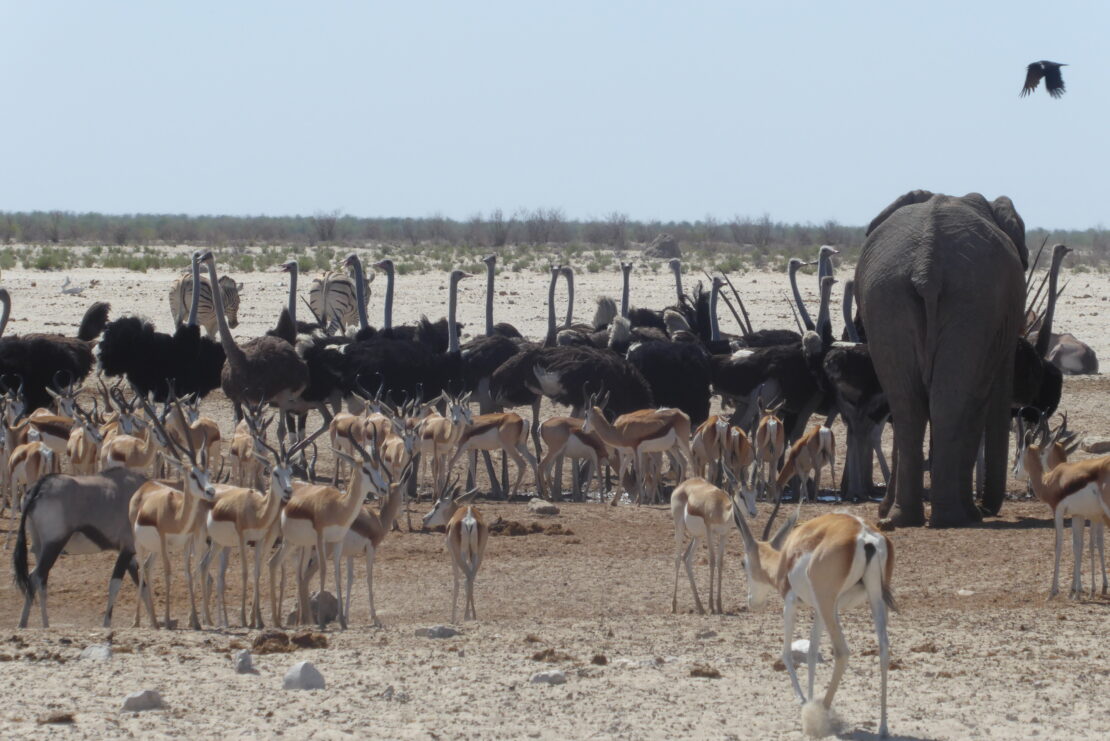 Wasserloch Etosha