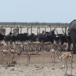 „Namibia – Einblick in eine fremde Welt“